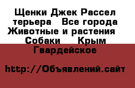 Щенки Джек Рассел терьера - Все города Животные и растения » Собаки   . Крым,Гвардейское